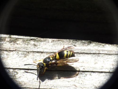 Ancistrocerus sp.